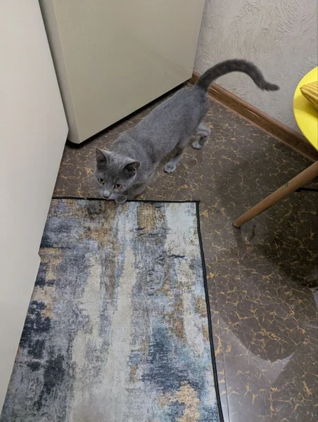 Кошка в добрые руки — mousetrap, cleaver