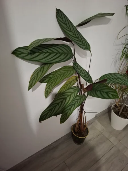 Ктенанте огромное растение — vase, pot, pinwheel