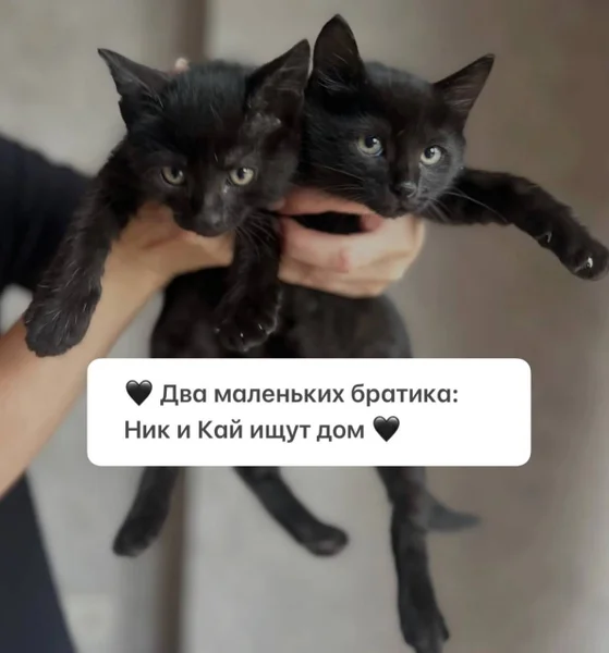 Котята Ник и Кай в добрые руки — Siamese cat, Egyptian cat