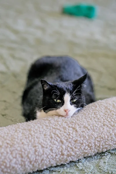 Кошка Николь — Egyptian cat, carton