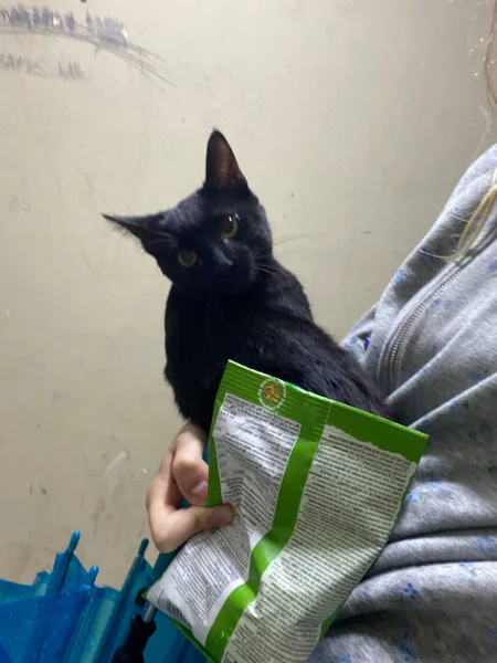 Маленькая чёрная кошечка — schipperke, Egyptian cat