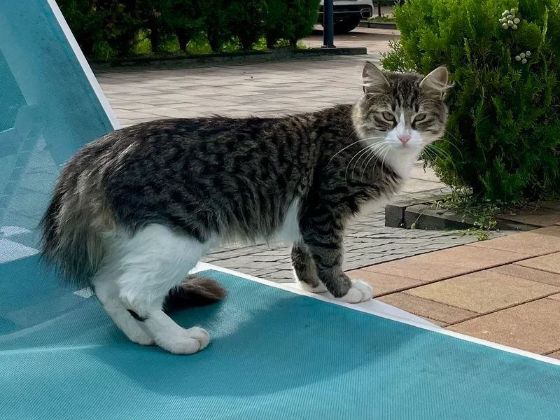 Трехцветная кошечка, 6-7 месяцев — tabby, Egyptian cat, tiger cat
