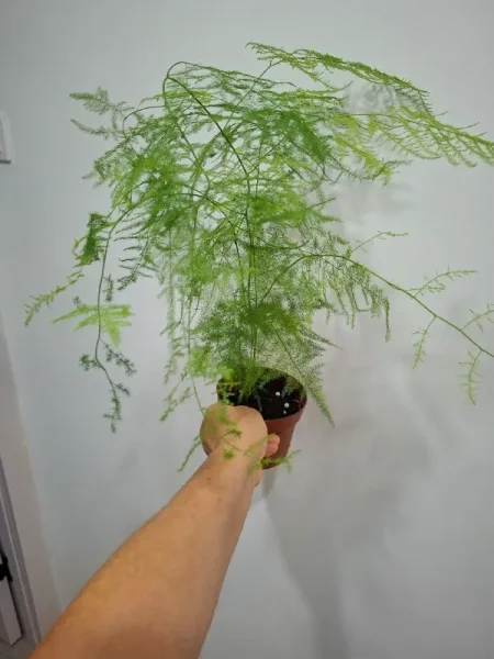 Аспарагус — pot