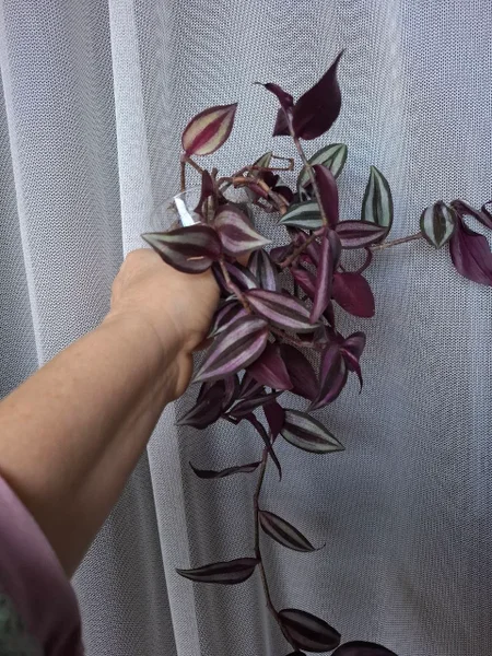 Декоративный узел — knot