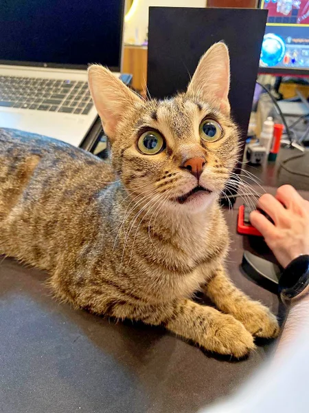 Кошка Альфа — Egyptian cat, tiger cat, tabby