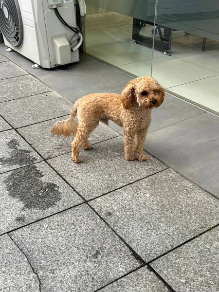 Животное ищет дом — miniature poodle, toy poodle