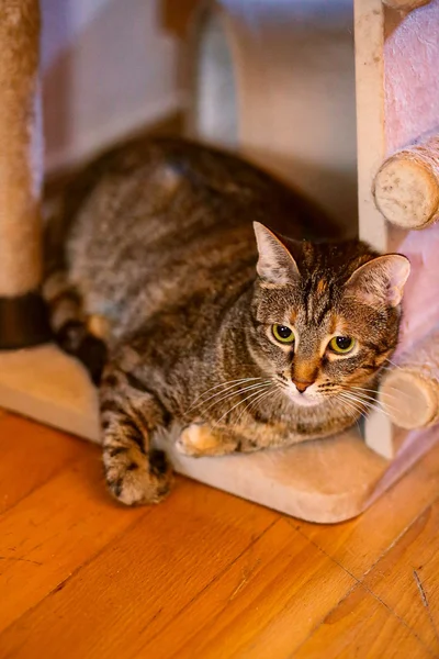 Кошка Фаня в добрые руки — tabby, Egyptian cat