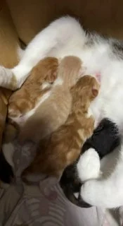 Котята в добрые руки — Welsh springer spaniel, Sussex spaniel, Saint Bernard