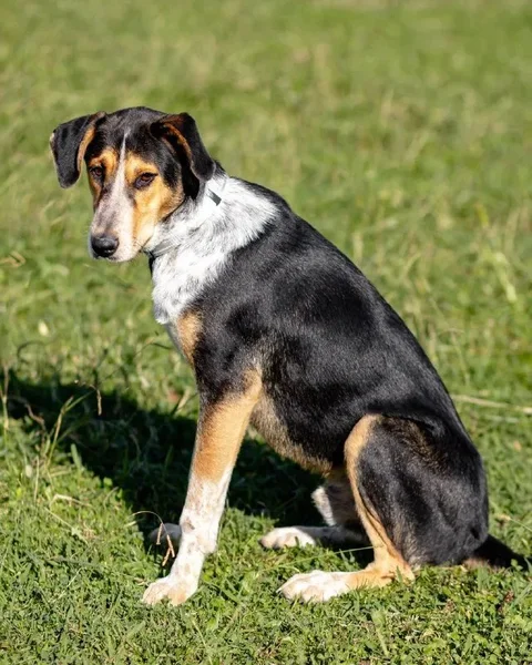 Мальчик Бейли ищет дом — Appenzeller, EntleBucher, bluetick