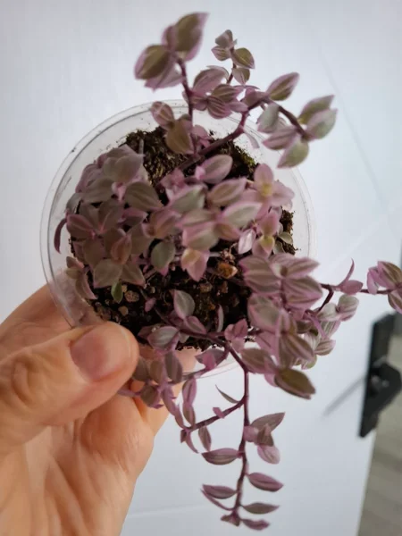 Каллизия розовая пантера — hen-of-the-woods, face powder