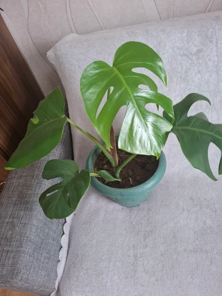 Монстера — pot