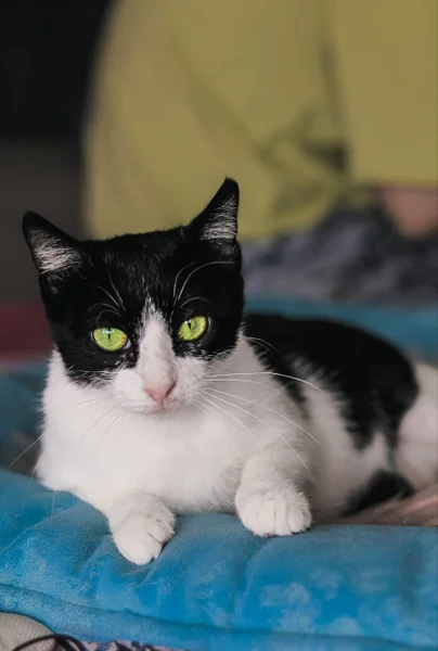 Кошечка Мурочка в добрые руки — Egyptian cat