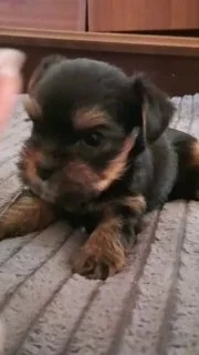 Мини йоркширский терьер (мальчик) — Brabancon griffon, Rottweiler, Yorkshire terrier