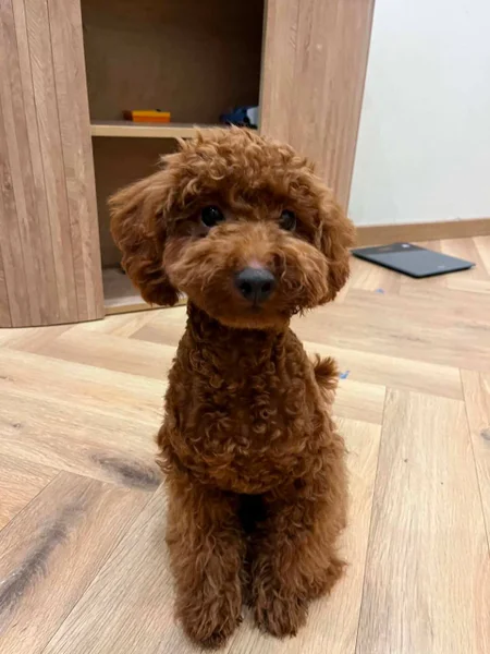 Щенок пуделя (миниатюрный / тои) — miniature poodle, toy poodle