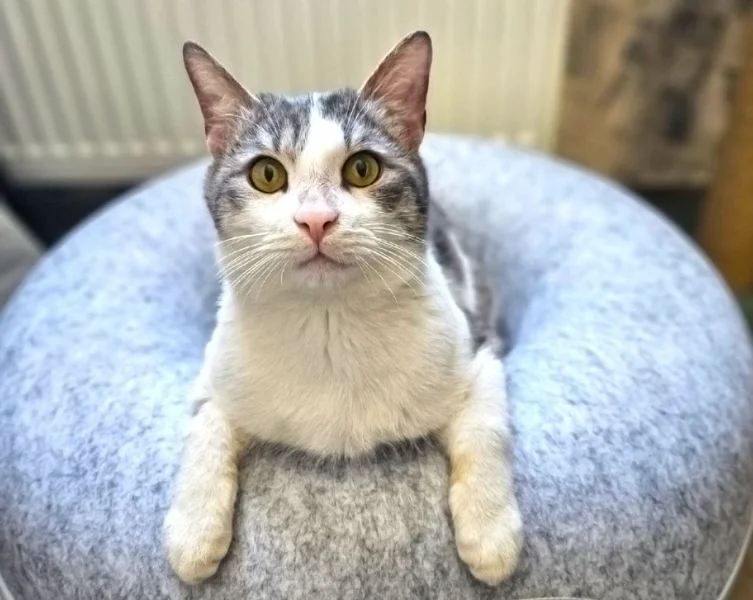 Кот Амур — Egyptian cat, tabby