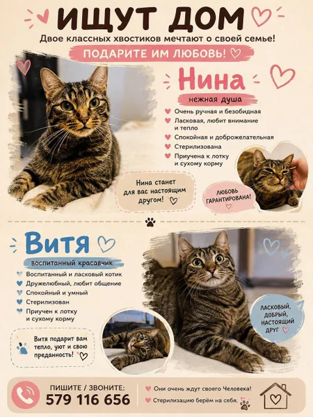 Кошечка Нина — tabby, tiger cat