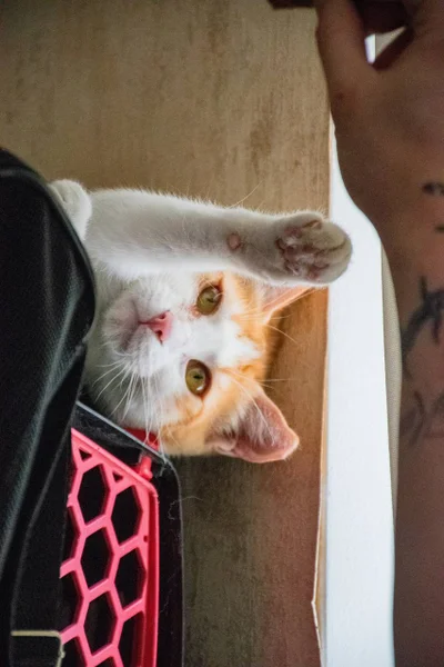 Рыже-белая кошечка в добрые руки — Persian cat, Siamese cat