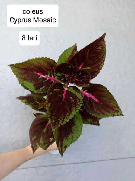 Колеус Coleus — pot, ringlet