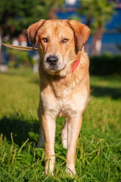 Лев (собака) ищет дом — redbone, dingo, Rhodesian ridgeback
