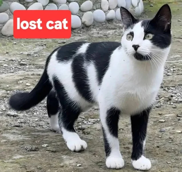 Кошка Мася — Egyptian cat