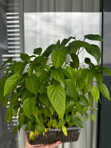Перцы рассада — pot, bell pepper