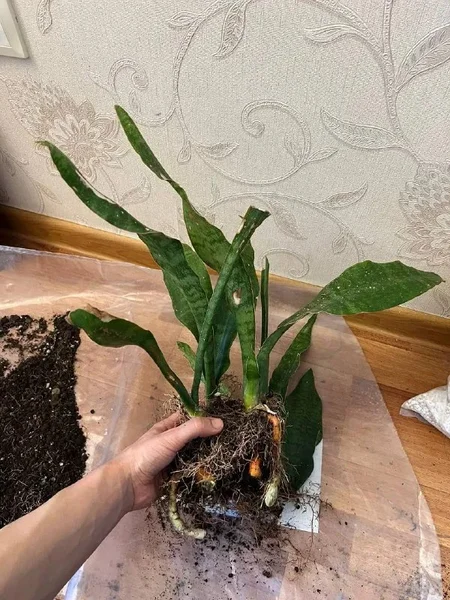 Сансевьерия — pot