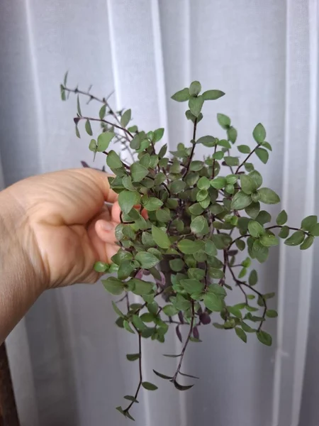 Шторка для душа — pot, shower curtain