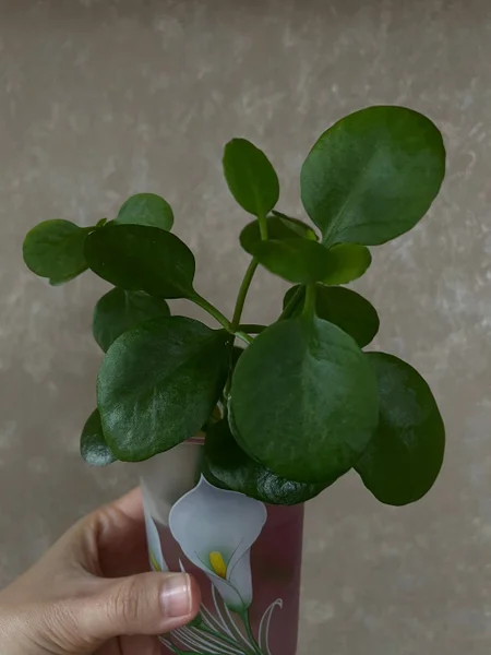 Ростки каланхоэ с корнями — pot, fig