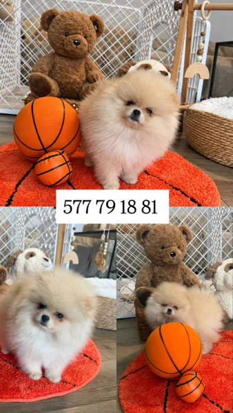 Щенки Померанский шпиц — Pomeranian