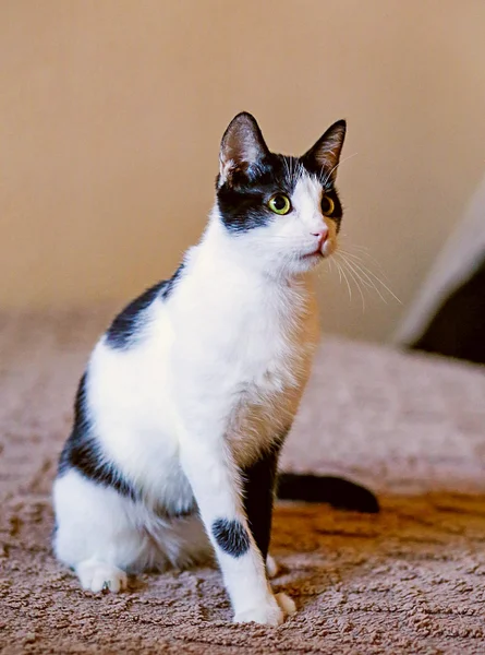 Кошка (Egyptian cat) — Egyptian cat