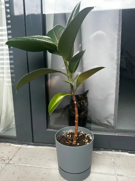 Фикус — pot