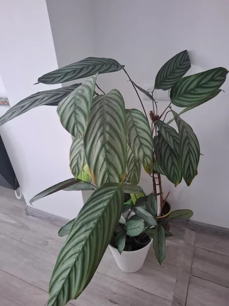 Огромная калатея — pot