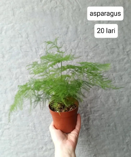 Marantha Kerchoveana — pot