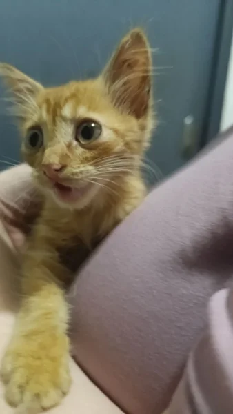 Котёнок — Egyptian cat, tabby, tiger cat
