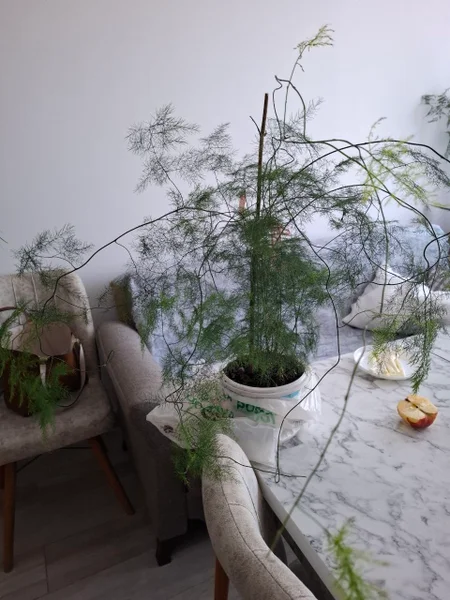 Аспарагус огромный — pot