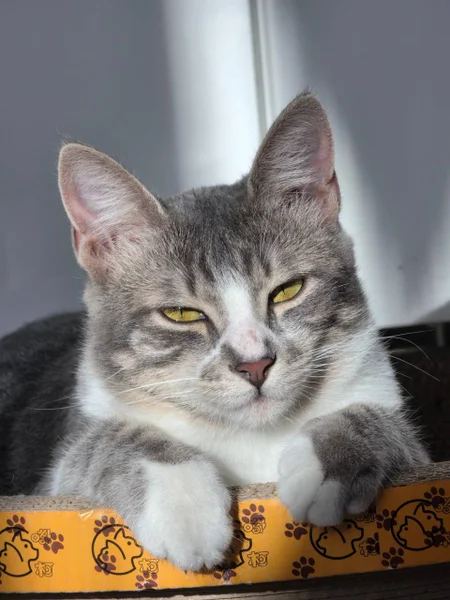 Кошка Жасмин в добрые руки — tabby, Egyptian cat, tiger cat