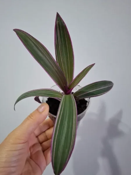 Сингониум ред спот — pot, vase