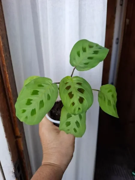 Маранта — spatula, pot