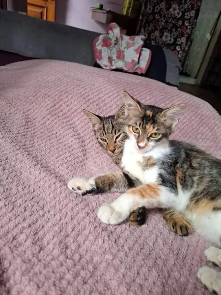 Спасенные котята — tabby, tiger cat
