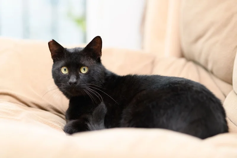 Кот Салем 4 года — Egyptian cat