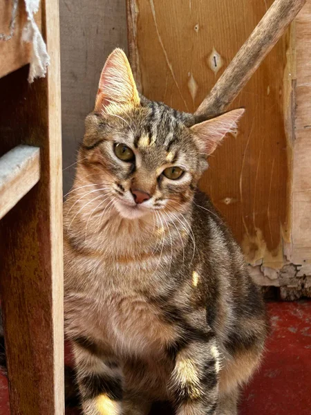 Котёнок Хлоя в добрые руки — tiger cat, tabby