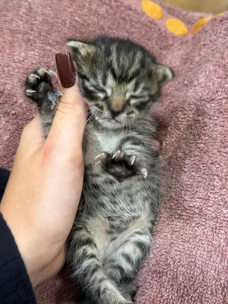 Котёнок в добрые руки — tabby, Egyptian cat