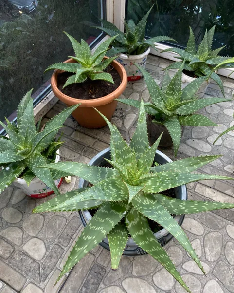 Алоэ в горшках — pot