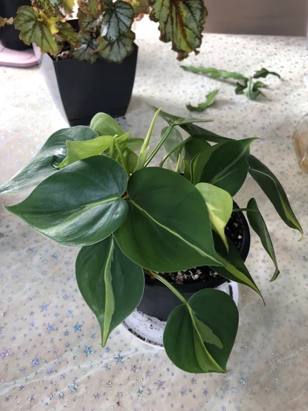 Филодендрон scandens brasil — pot