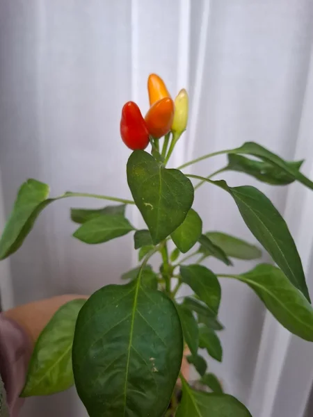 Горшок для цветов — vase, pot, bell pepper