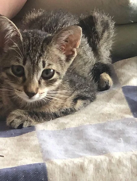 Котенок ищет дом — tabby, Egyptian cat
