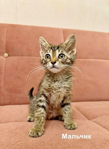 Котёнок (мальчик) — Egyptian cat, tabby