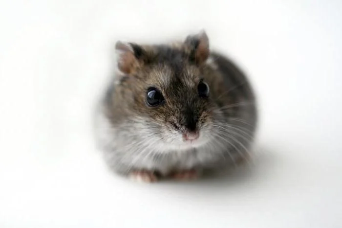 Хомяк с клеткой — hamster
