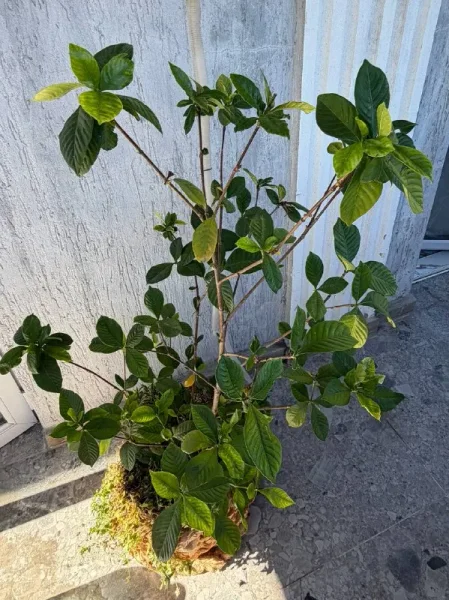 Краска для волос — pot
