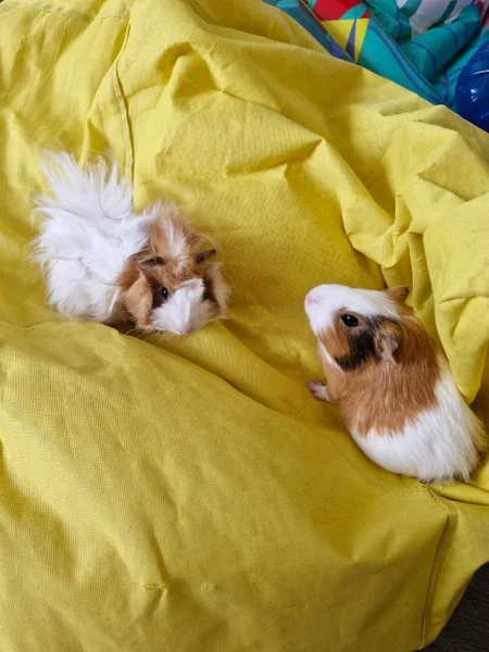 Морские свинки — Shih-Tzu, Lhasa, Blenheim spaniel